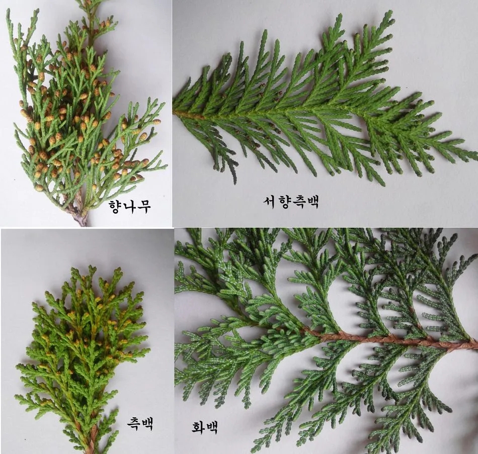 [12월31일 탄생화] 불멸,편백나무