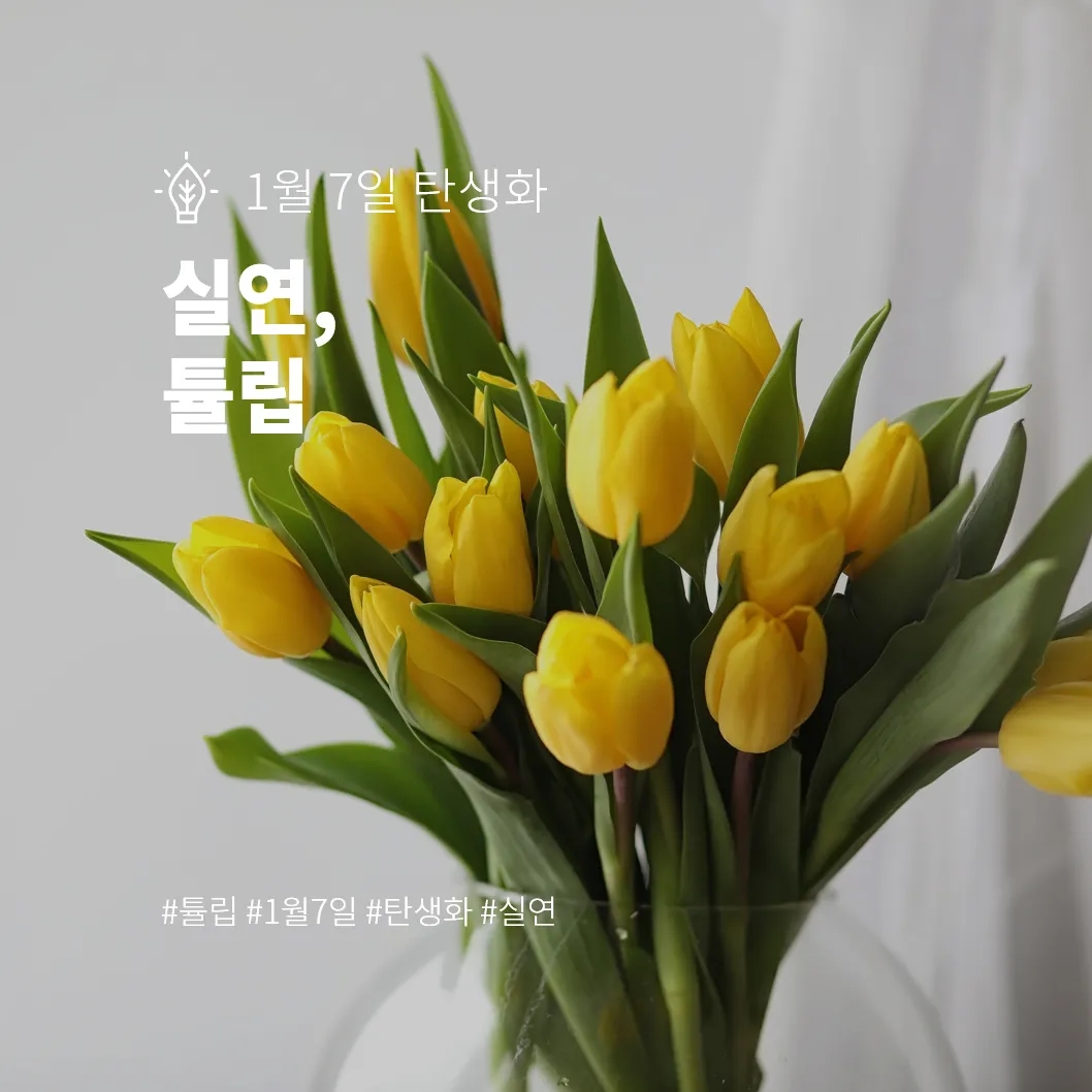 1월 7일 탄생화] 실연 튤립 < 문화 < 라이프 < 기사본문 - 시애틀코리안데일리