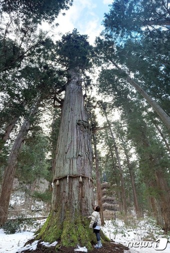 수령 1000년이 넘는 삼나무. 하구로산에서 가장 오래된 삼나무로 천연기념물로 지정돼 있다.ⓒ News1